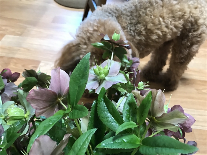 f:id:acha03:20210730092439j:plain