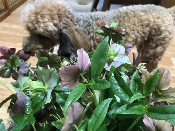 f:id:acha03:20210730092449j:plain