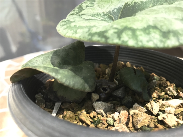 フロフキ 不老不死の薬草 【公式通販】
