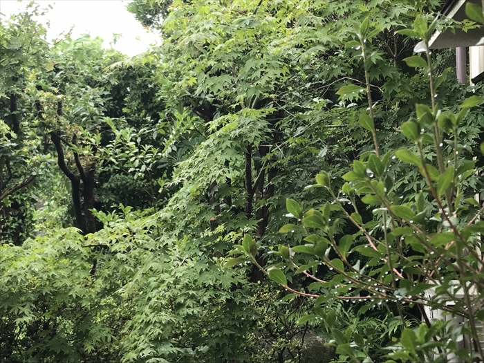 マダム倶楽部 活動報告 雨上がりの公園散歩の後は抹茶アイスでお祝いしました 6月19日 Acha S Diary