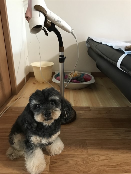 f:id:acha03:20211209100056j:plain