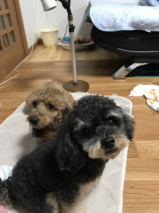 f:id:acha03:20211209162303j:plain