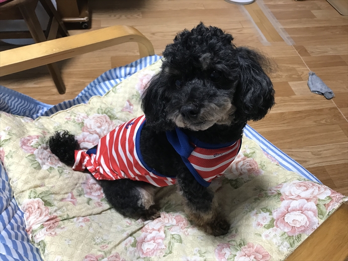 f:id:acha03:20211214113359j:plain