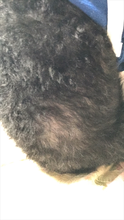 f:id:acha03:20211214113406j:plain