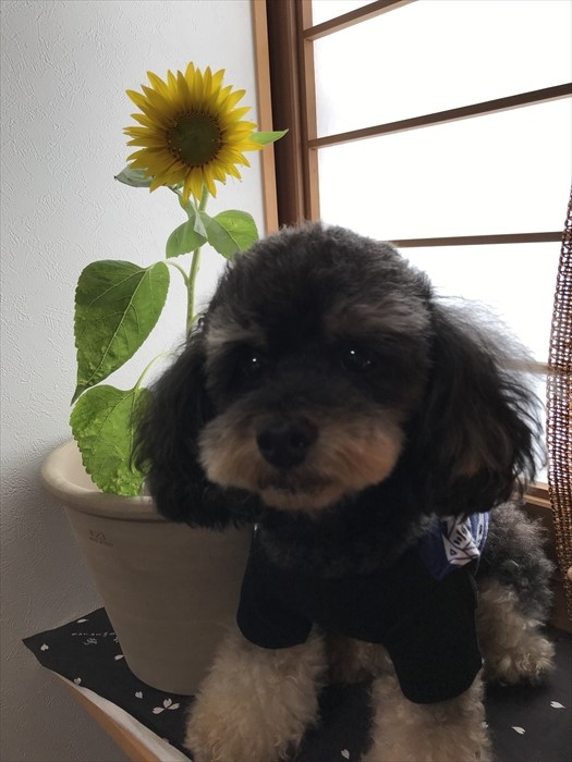 f:id:acha03:20211218172932j:plain