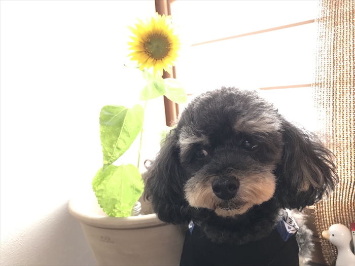 f:id:acha03:20211218172953j:plain