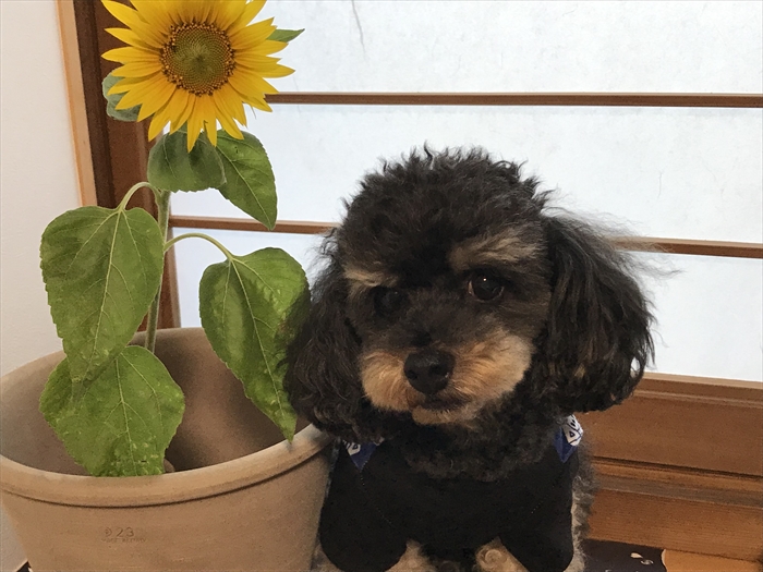 f:id:acha03:20211218173022j:plain