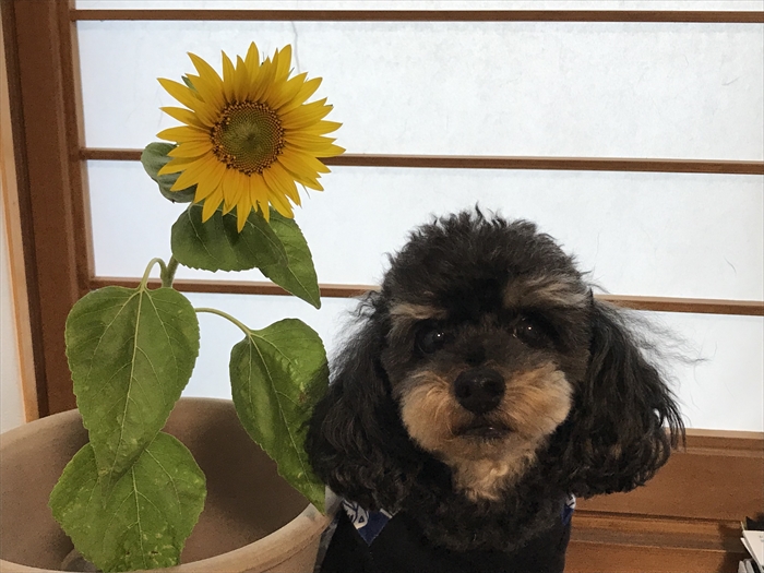 f:id:acha03:20211218173117j:plain