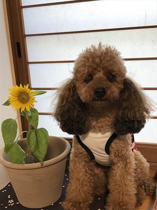 f:id:acha03:20211218173340j:plain