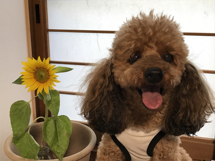 f:id:acha03:20211218173348j:plain