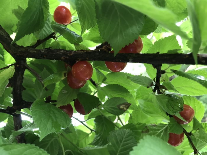 ユスラウメとジューンベリーとサルナシ 5月18日 21 Acha S Diary