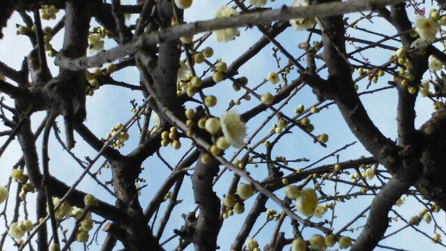 f:id:acha3:20170301152008j:image