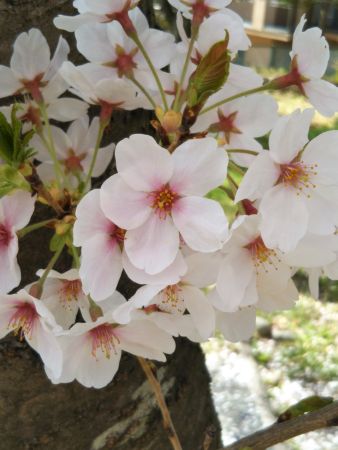 f:id:acha3:20180330111716j:plain