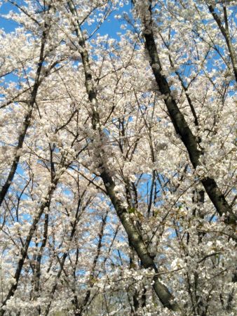 f:id:acha3:20180330111847j:plain