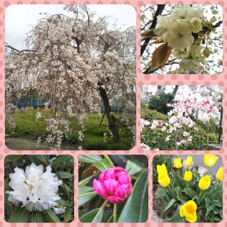f:id:acha3:20180406183244j:plain