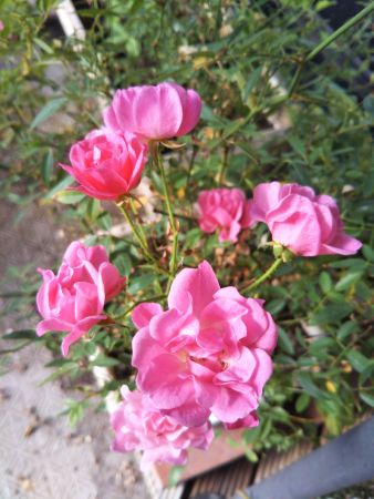 f:id:acha3:20181128094757j:plain f:id:acha3:20181128094757j:plain