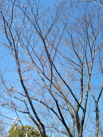 f:id:acha3:20200323134129j:plain