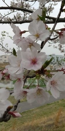 f:id:acha3:20210330161731j:plain