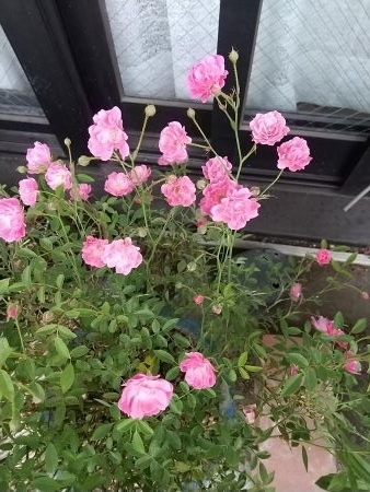 f:id:acha3:20210509165620j:plain