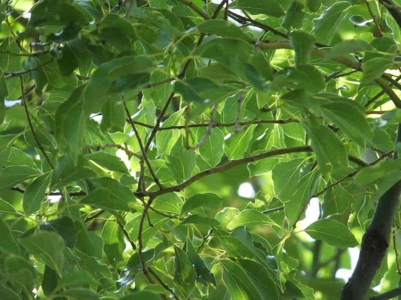 「一生食べ続けたいひと皿|「文殊」の