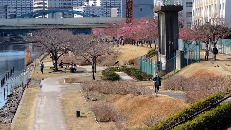 旧中川河畔の河津桜はまだ二分咲きだった。 - 阿智胡地亭のShot日乗