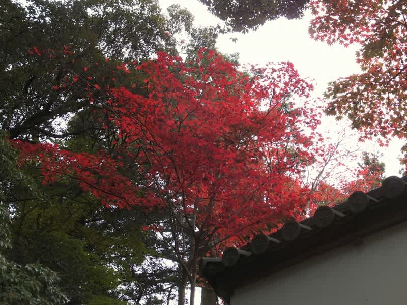 書寫山圓教寺を歩く その1 姫路城と書寫山圓教寺シリーズ③ - 阿智胡地亭のShot日乗