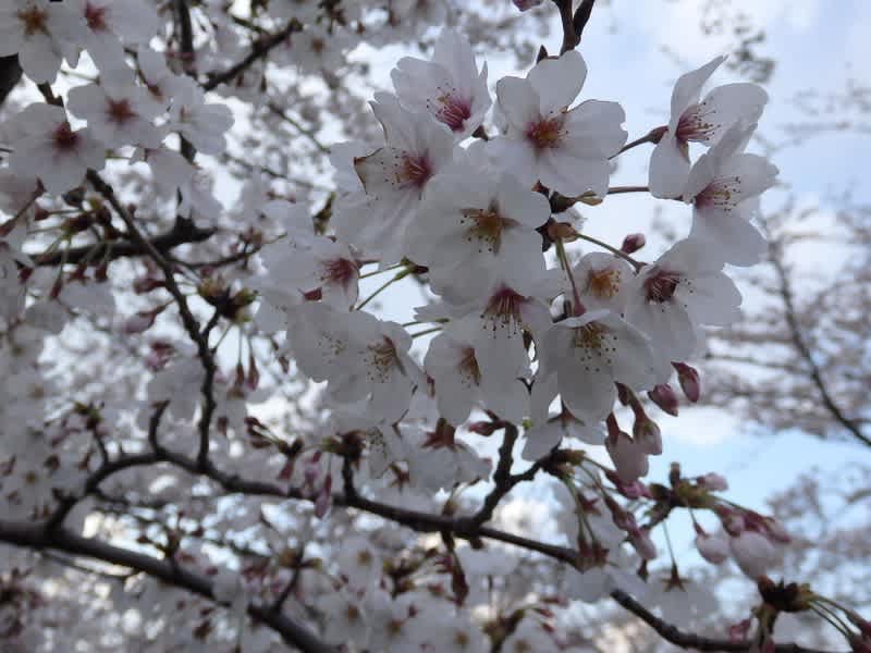 小松川千本桜が満開 - 阿智胡地亭のShot日乗