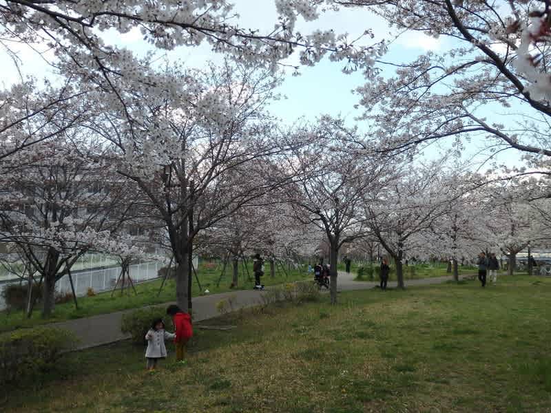 小松川千本桜が満開 - 阿智胡地亭のShot日乗