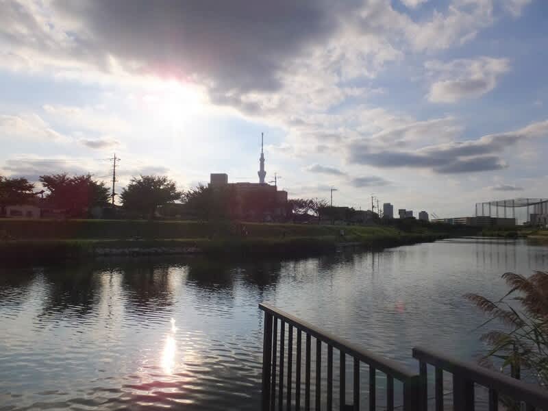 岸辺の風景 白鳥や鴨が静かに休んでいた - 阿智胡地亭のShot日乗