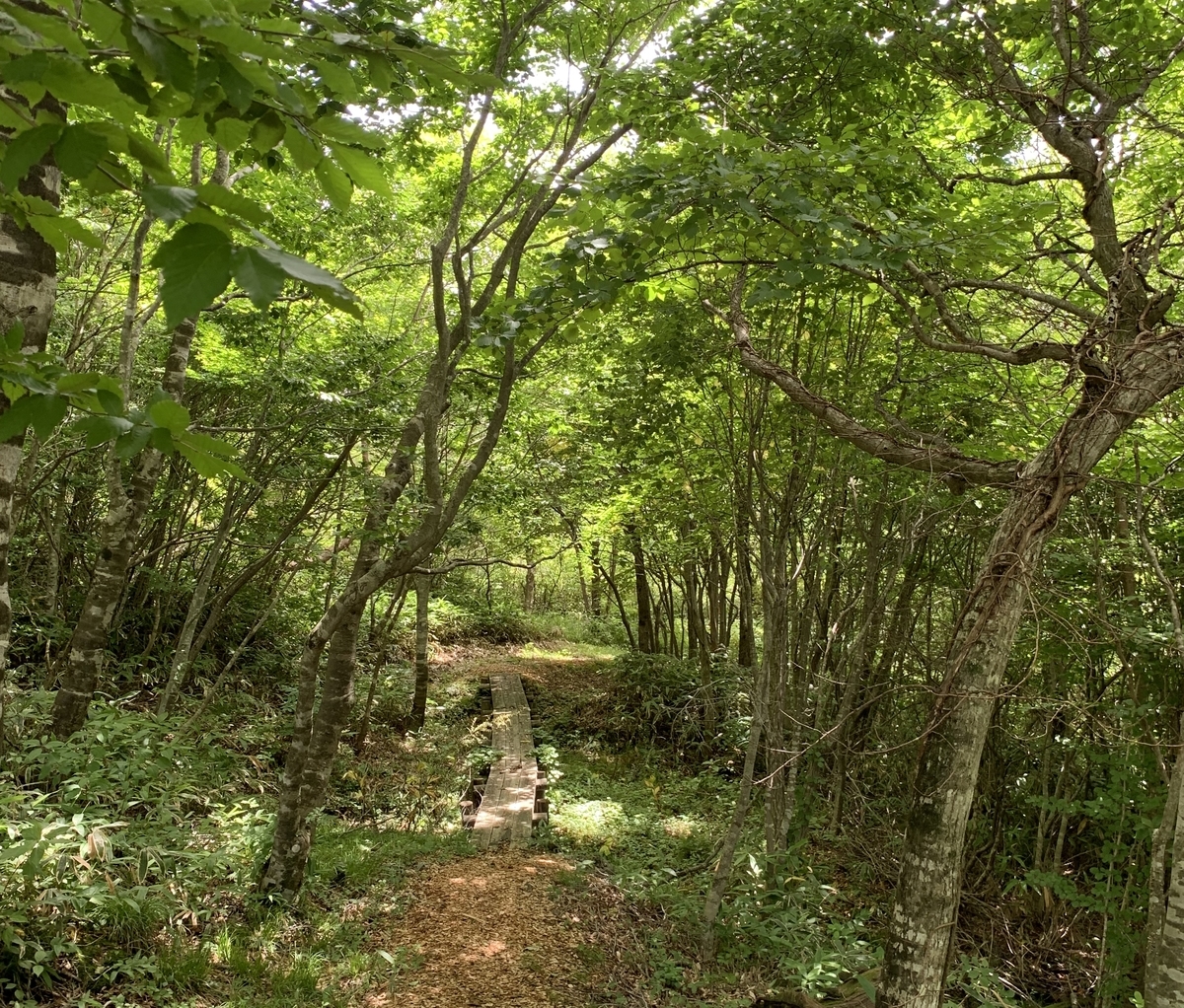 f:id:achina_7035:20200725115846j:plain f:id:achina_7035:20200725115846j:plain