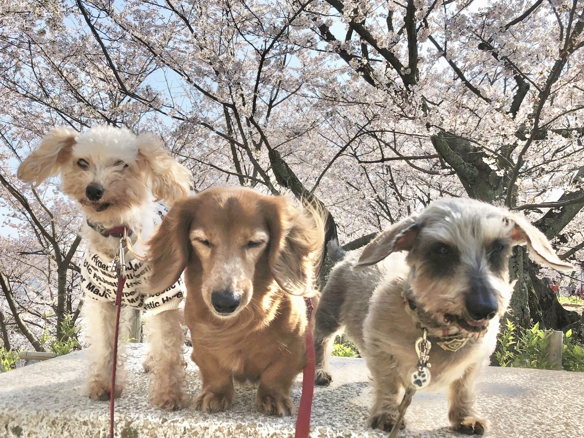 f:id:acnuku:20200630231421j:plain