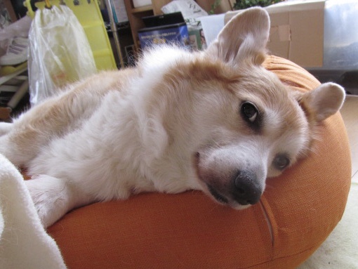 f:id:acnuku:20200813224245j:plain