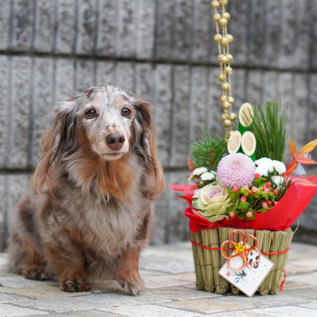 f:id:acnuku:20210102233614j:image