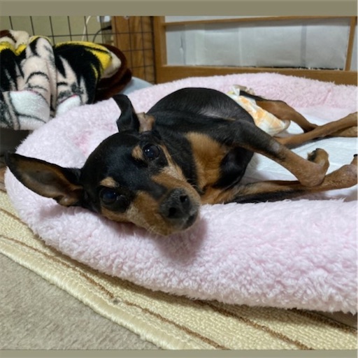 f:id:acnuku:20210405004032j:image