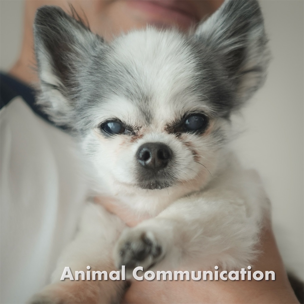 f:id:acnuku:20240513101540j:image