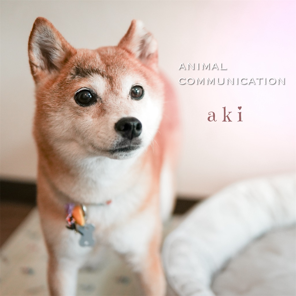 f:id:acnuku:20241023001645j:image