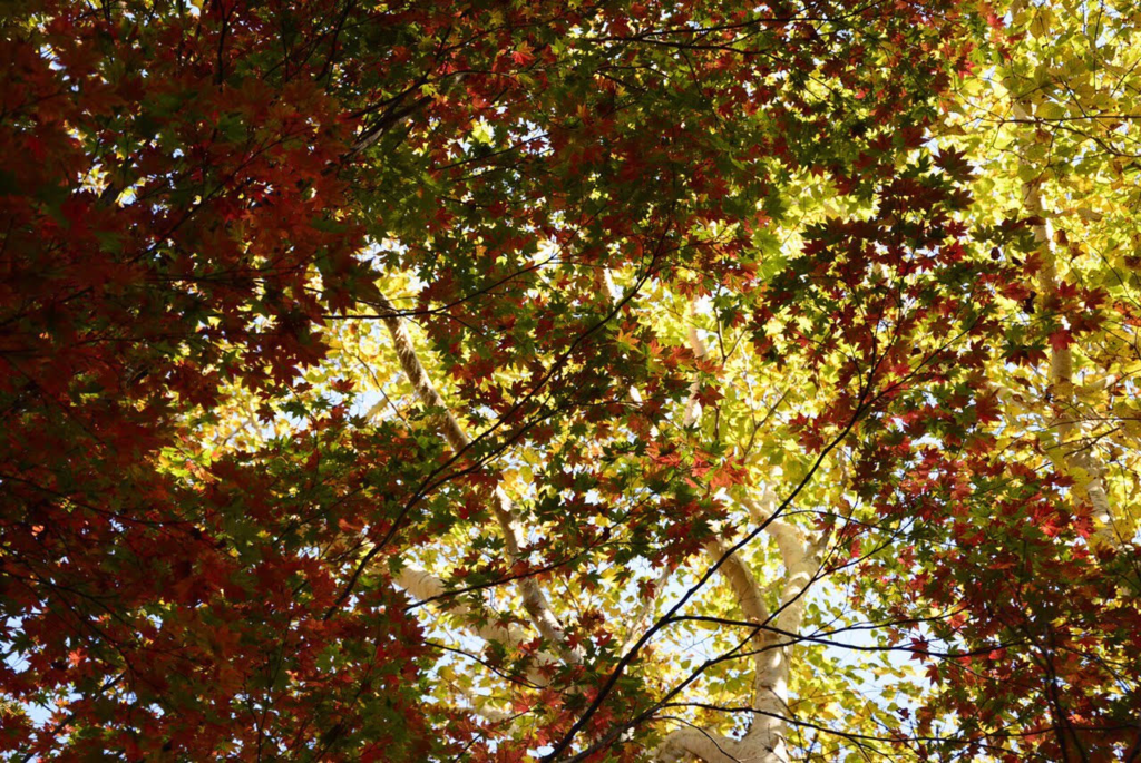 f:id:acoico:20161025233837p:plain
