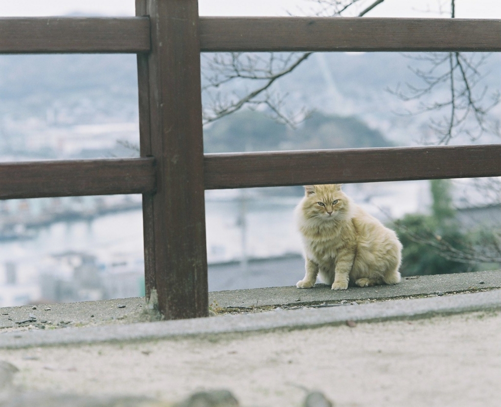 f:id:acopi:20170412191353j:plain f:id:acopi:20170412191353j:plain