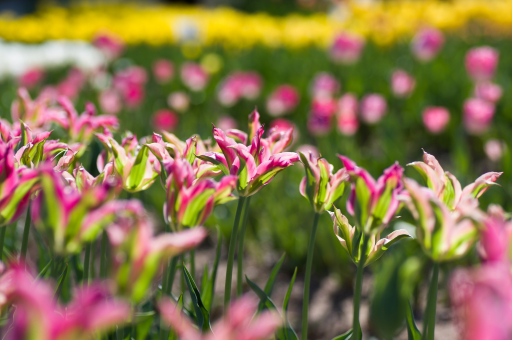 f:id:acopi:20170424151428j:plain