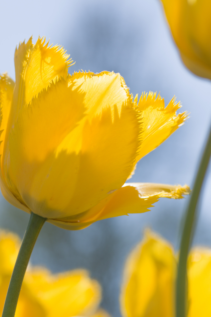 f:id:acopi:20170424151648j:plain