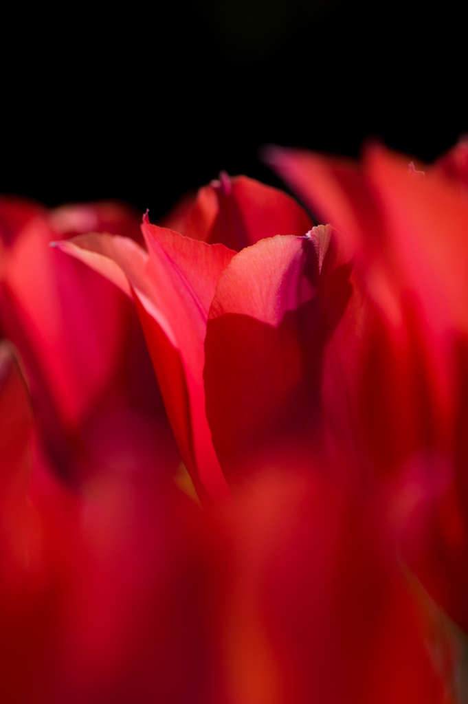 f:id:acopi:20170424152406j:plain