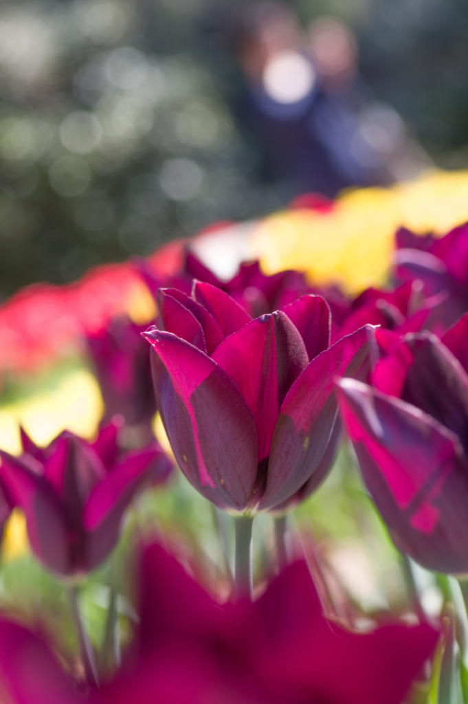 f:id:acopi:20170424153134j:plain