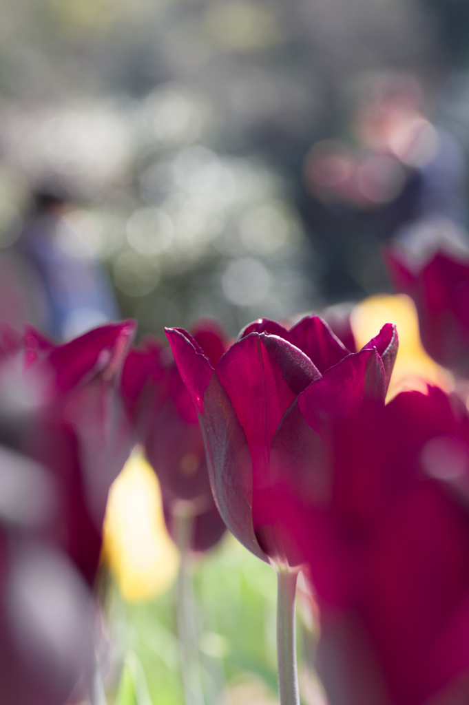 f:id:acopi:20170424153201j:plain