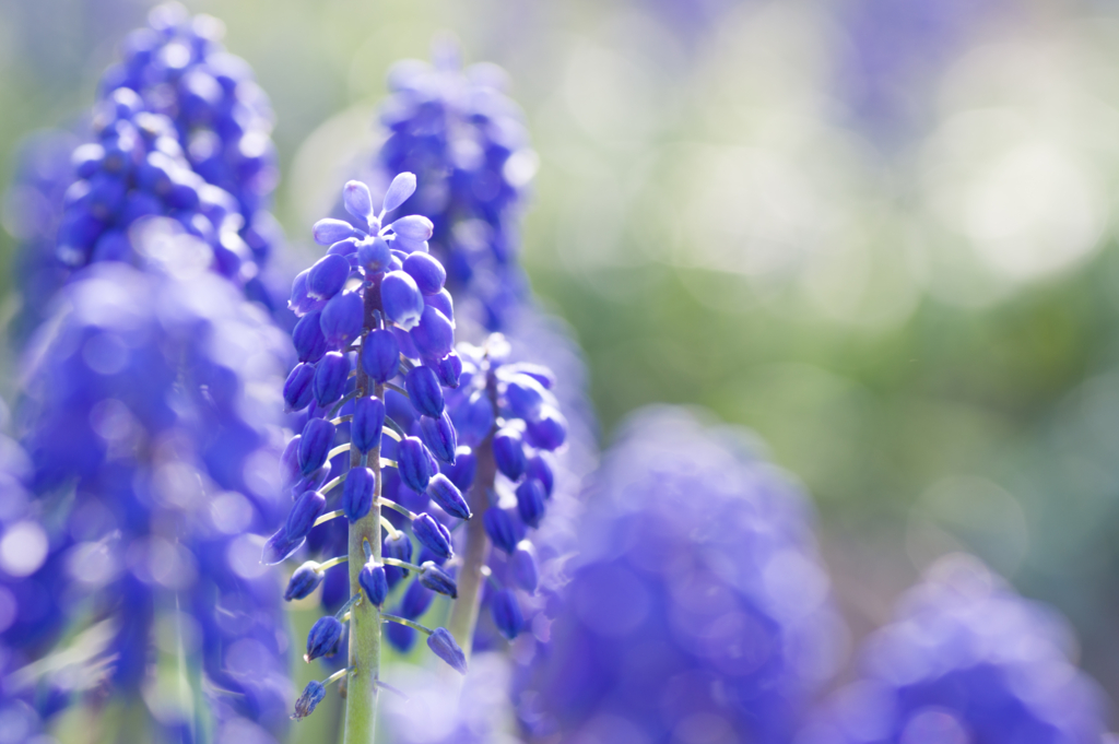 f:id:acopi:20170424161711j:plain