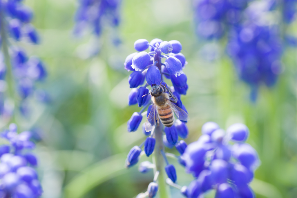 f:id:acopi:20170424161803j:plain