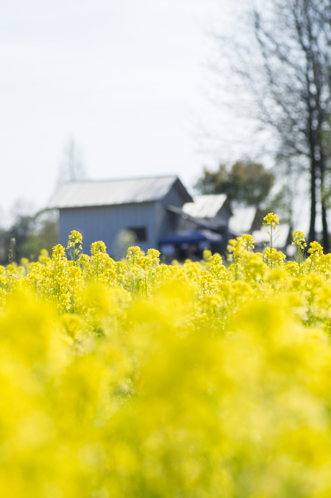 f:id:acopi:20170424162355j:plain