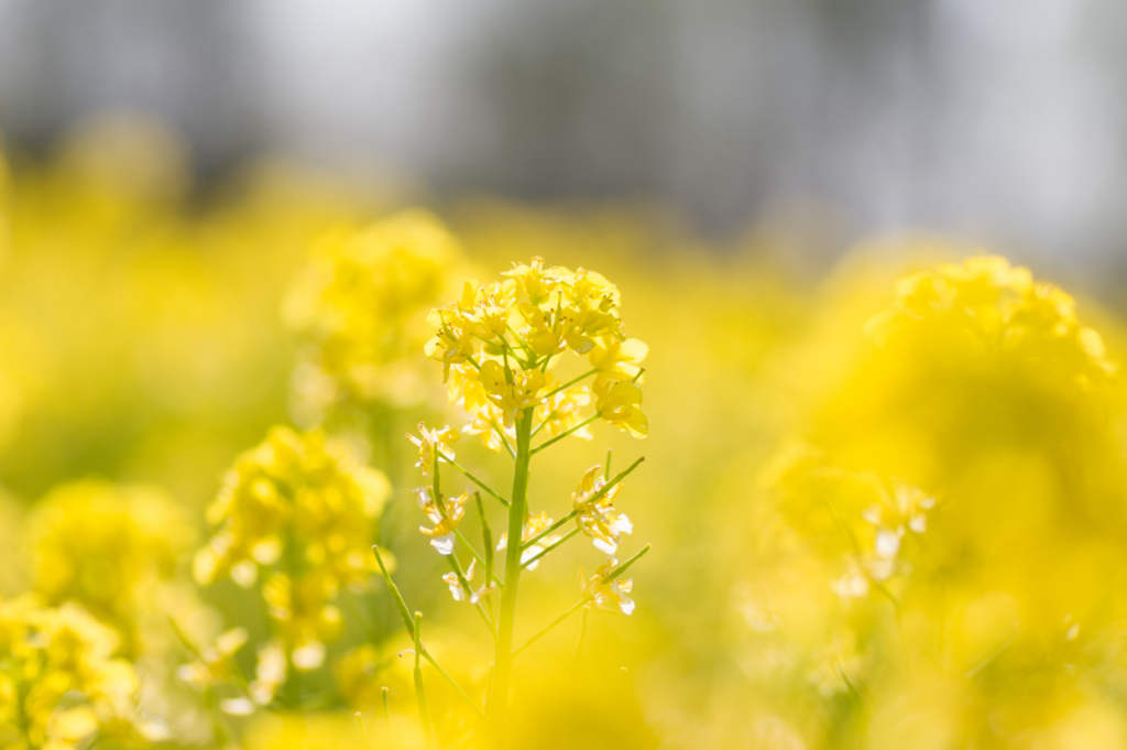 f:id:acopi:20170424162444j:plain