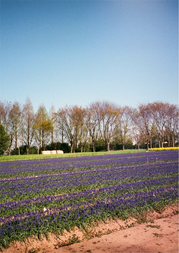 f:id:acopi:20170823181143j:image