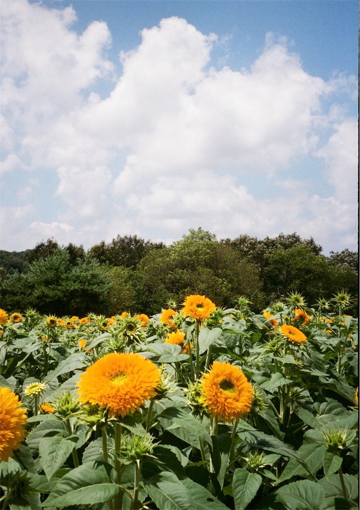 f:id:acopi:20170823183440j:image