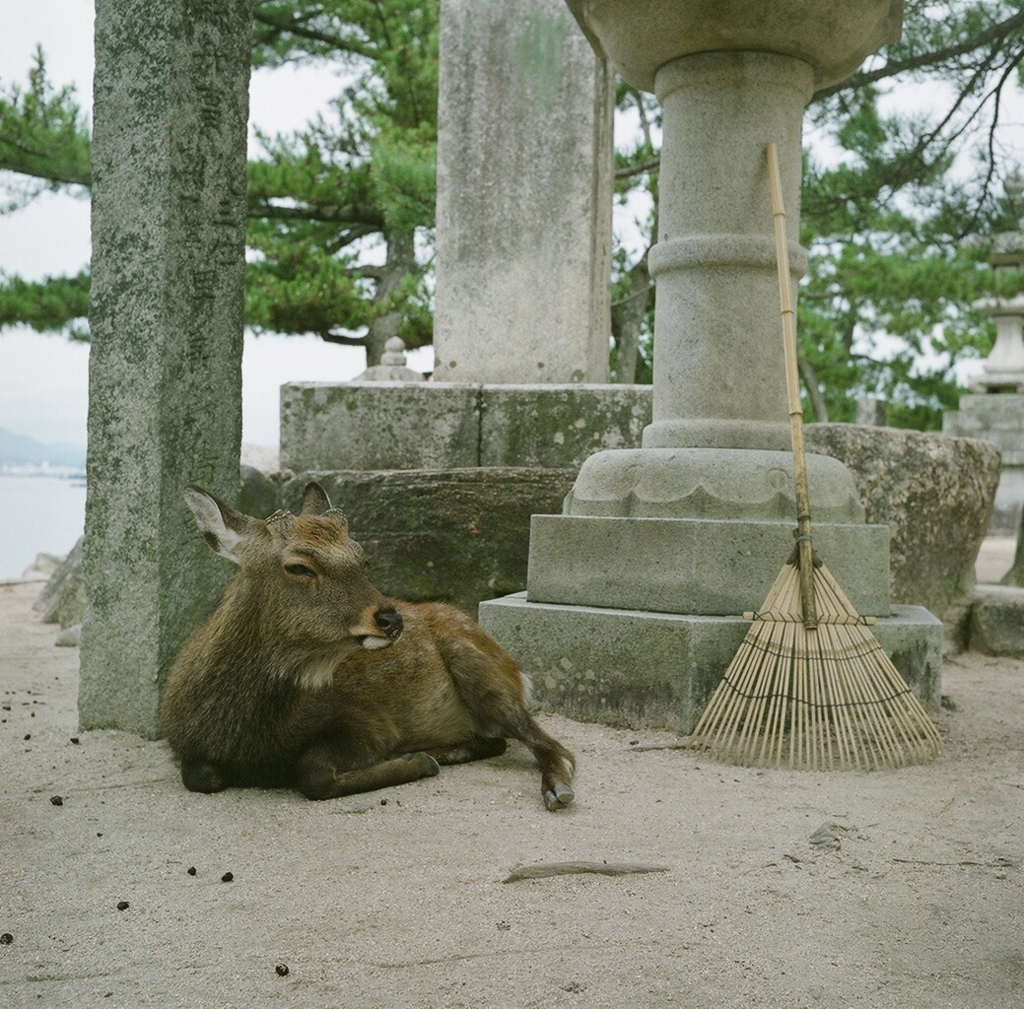 f:id:acopi:20171121202137j:plain